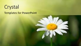  Presentation with water drops - Presentation theme enhanced with white chamomile with water drops background and a yellow colored foreground