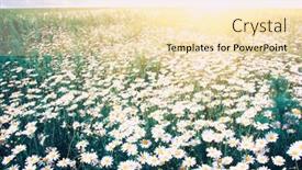  Presentation with blue green - Audience pleasing PPT theme consisting of white-chamomiles-on-green-field backdrop and a lemonade colored foreground