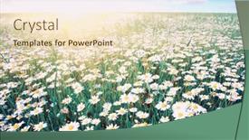  Presentation with blue green - Slide set featuring white-chamomiles-on-green-field background and a lemonade colored foreground