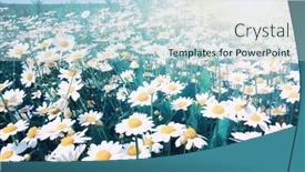  Presentation with blue green - Presentation featuring white-chamomiles-on-green-field background and a light blue colored foreground