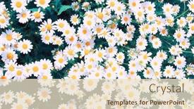  Presentation with blue green - Cool new presentation design with white-chamomiles-on-green-field backdrop and a lemonade colored foreground