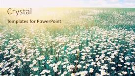  Presentation with blue green - Beautiful slide deck featuring white-chamomiles-on-green-field backdrop and a lemonade colored foreground