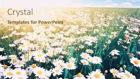  Presentation with blue green - Slide deck having white-chamomiles-on-green-field background and a lemonade colored foreground