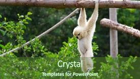  Presentation with gibbon - PPT theme enhanced with white cheeked gibbon hanging background and a  colored foreground