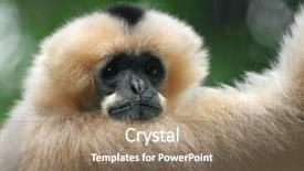  Presentation with gibbon - PPT theme with white-cheeked gibbon monkey background and a  colored foreground