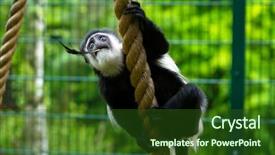  Presentation with gibbon - Presentation consisting of white cheeked gibbon background and a forest green colored foreground
