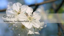  Presentation with blue flower - Presentation design having white-cherry-flower background and a soft green colored foreground