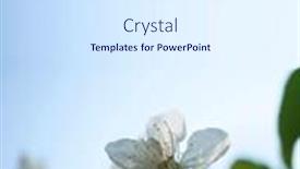  Presentation with blue flower - Audience pleasing presentation theme consisting of white-cherry-flower backdrop and a sky blue colored foreground
