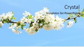  Presentation with white flowers - Amazing slide deck having white cherry flowers branch isolated backdrop and a  colored foreground