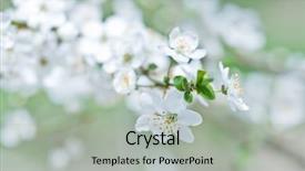  Presentation with white flowers - Slide set consisting of white cherry flowers on spring background and a light gray colored foreground