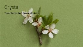  Presentation with minimalist - PPT theme enhanced with white-cherry-flowers background and a seafoam green colored foreground
