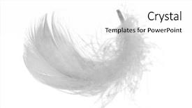  Presentation with feather - Colorful presentation theme enhanced with white chicken feather isolated backdrop and a white colored foreground