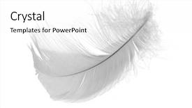  Presentation with chicken - Amazing theme having white chicken feather isolated backdrop and a white colored foreground