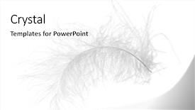  Presentation with feather - PPT layouts enhanced with white chicken feather isolated background and a white colored foreground