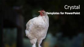  Presentation with chicken - Beautiful theme featuring white-chicken-on-dark-background backdrop and a black colored foreground