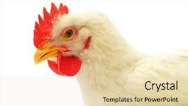  Presentation with chicken - PPT theme featuring white chicken background and a lemonade colored foreground