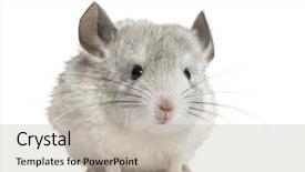  Presentation with monarch butterfly isolated on white - Beautiful presentation theme featuring white chinchilla isolated on white backdrop and a  colored foreground