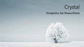  Presentation with winter blue - Audience pleasing presentation theme consisting of white christmas trees blue - frozen tree on winter field backdrop and a light gray colored foreground