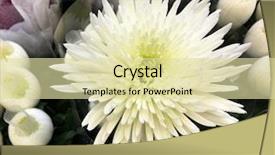  Presentation with chrysanthemum - Slide deck featuring white chrysanthemum flower closeup background and a soft green colored foreground
