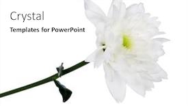  Presentation with chrysanthemum - Cool new slide set with white chrysanthemum flower isolated on white background backdrop and a white colored foreground