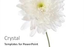  Presentation with chrysanthemum - Presentation design consisting of white chrysanthemum isolated on white background background and a white colored foreground