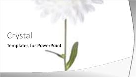  Presentation with chrysanthemum - Colorful slide set enhanced with white chrysanthemum isolated on white background backdrop and a white colored foreground