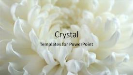 Presentation with chrysanthemum - PPT theme with white chrysanthemum macro background and a soft green colored foreground