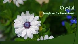  Presentation with chrysanthemum - Cool new theme with white chrysanthemums flower closeup backdrop and a tawny brown colored foreground