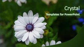  Presentation with chrysanthemum - PPT theme consisting of white chrysanthemums flower closeup background and a tawny brown colored foreground