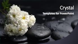  Presentation with life insurance concept white - Cool new PPT theme with white chrysanthemums flowers on pebbles backdrop and a black colored foreground