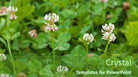  Presentation with clover - Cool new slide deck with white-clover-trifolium-rapens backdrop and a tawny brown colored foreground