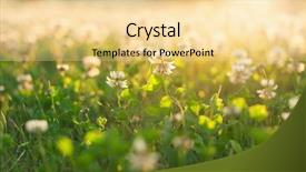  Presentation with clover - Beautiful slide deck featuring blossom lignt - white clover backdrop and a blonde colored foreground