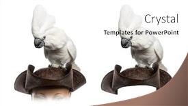  Presentation with pirate - Amazing PPT layouts having white cockatoo on a pirate hat isolated on white backdrop and a white colored foreground