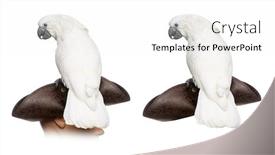  Presentation with pirate - Presentation enhanced with white-cockatoo-on-a-pirate background and a white colored foreground