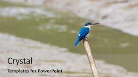  Presentation with mangrove - Colorful slide set enhanced with white collared kingfisher bird tree backdrop and a light gray colored foreground