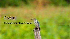  Presentation with mangrove - Slide set enhanced with white collared kingfisher bird tree background and a gold colored foreground