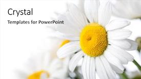  Presentation with daisy - Amazing PPT layouts having white colored daisy isolated backdrop and a white colored foreground