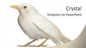  Presentation with white astronomy - PPT layouts enhanced with white common blackbird - turdus merula background and a  colored foreground