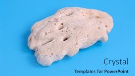  Presentation with coral - Amazing PPT theme having white-coral-on-blue-background backdrop and a light blue colored foreground