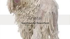  Presentation with poodle - Beautiful PPT theme featuring white corded standard poodle against white background backdrop and a mint green colored foreground