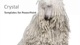  Presentation with poodle - Audience pleasing presentation theme consisting of white corded standard poodle sitting in front of white background backdrop and a white colored foreground