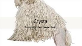  Presentation with poodle - Colorful theme enhanced with white corded standard poodle standing in front of white background backdrop and a soft green colored foreground