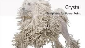 Presentation with poodle - Beautiful presentation theme featuring white corded standard poodle walking backdrop and a white colored foreground
