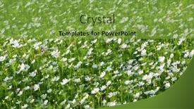  Presentation with cosmos - Colorful slides enhanced with white-cosmos-flowers-farm backdrop and a seafoam green colored foreground