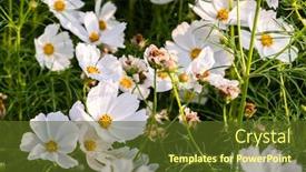  Presentation with cosmos - Presentation theme having white-cosmos-flowers-farm background and a tawny brown colored foreground
