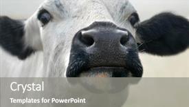  Presentation with cow - Presentation featuring white cow close up background and a gray colored foreground