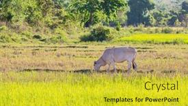  Presentation with grazing - Beautiful PPT theme featuring white-cow-grazing backdrop and a yellow colored foreground