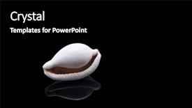  Presentation with sea shell - Presentation enhanced with white-cowrie-sea-shell background and a black colored foreground
