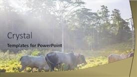  Presentation with cattle limousin cows in green - Theme having white-cows-and-bulls background and a light gray colored foreground