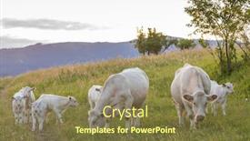  Presentation with region - Audience pleasing PPT layouts consisting of white-cows-region-spis-slovakia backdrop and a tawny brown colored foreground